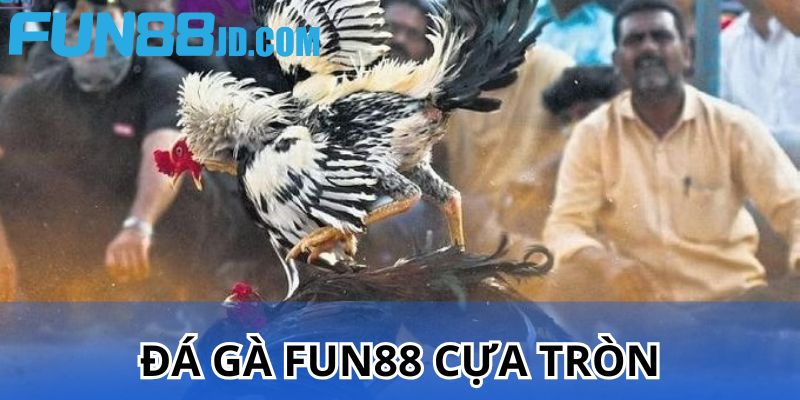 Chọi kê cựa tròn hấp dẫn mà bạn nên trải nghiệm thử